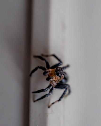On white wall a spider is the edge looking at the viewer