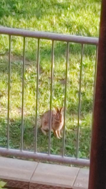 Wild rabbit