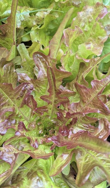 Photo of a large crown of bronze arrow lettuce, showing wavy oak leaf fronds that are light green in the center and red-purple at the tips.