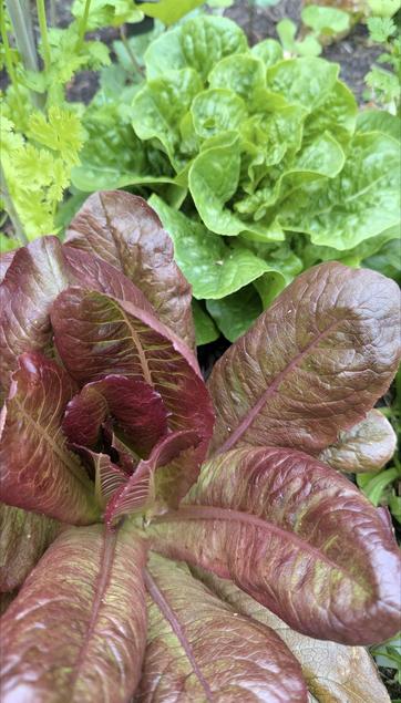 Photo of two lettuces growing in a garden. In front is dark purple one with long smooth leaves that are starting to form into a head: cimarron, a red romaine. Behind is a bright green craquerelle du midi lettuce