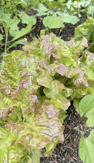 Photo of two heads of Drunken Woman lettuce growing in a garden. They have large, ruffled leaves that are light green with pink-brown highlights on all the ruffles. Behind are short beam plants with pairs of large, heart-shaped leaves