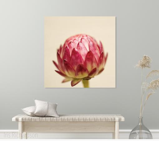 Closed red strawflower with beige background photograph in room setting