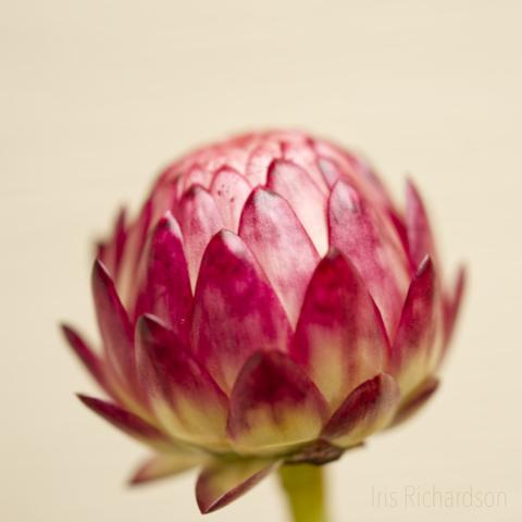 Closed red strawflower with beige background photograph
