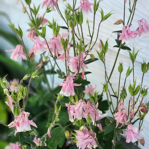 Pale pink volunteer columbine faded but hanging in there.
