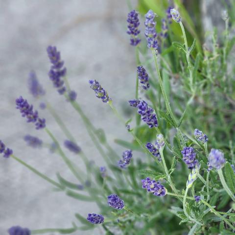 Lavender blooms against a concert sidewalk. It releases its scent as we walk by it.