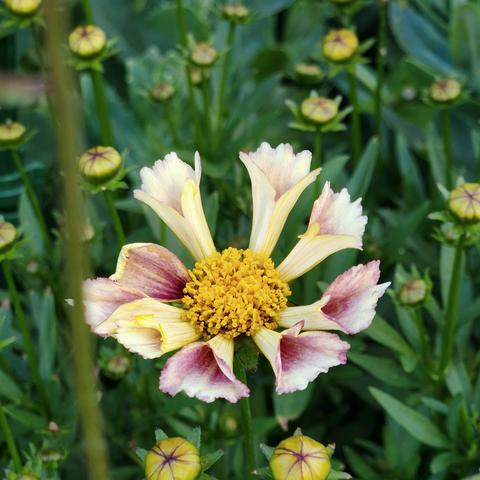 Coreopsis: Sunburst. 
A daisy shaped flower with cone shaped pale yellow and burgundy centered petals coming from a pollen filled center.