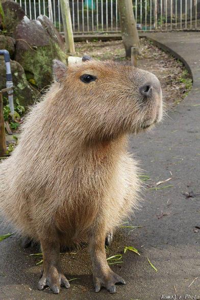 a close up of a capybara on a sidewalk