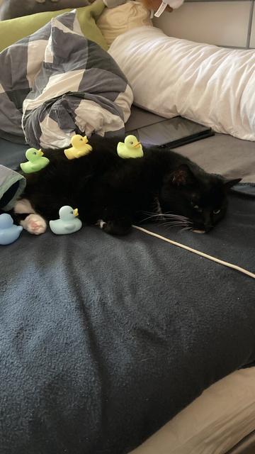 Tuxedo cat covered in rubber ducks