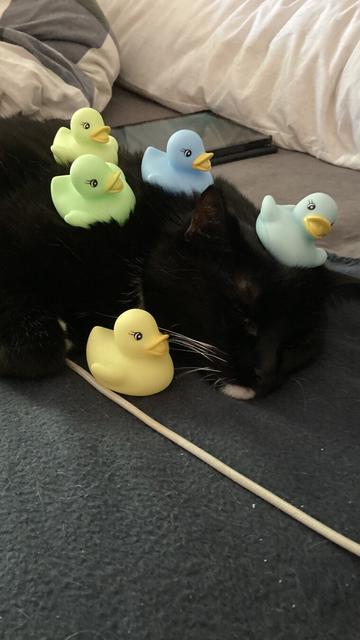 Utterly unbothered tuxedo cat with rubber ducks on and around her head.