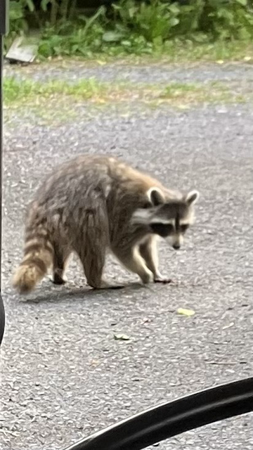 A young I think raccoon with beige fur through its grey and white