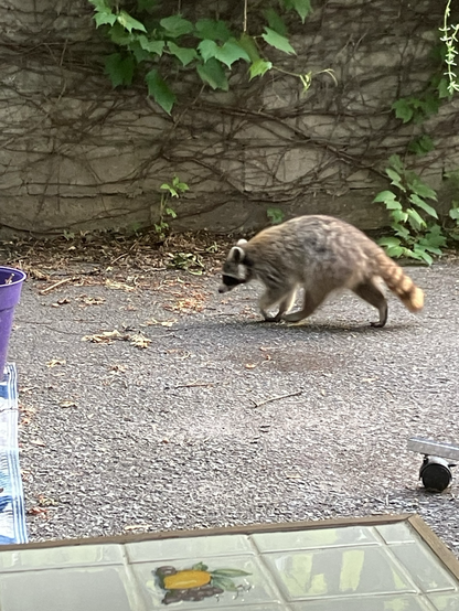 Raccoon profile with beige colouring through its grey and white fur