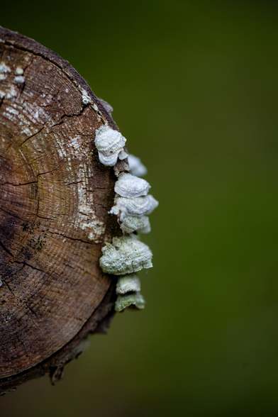 Fungus growing on a log