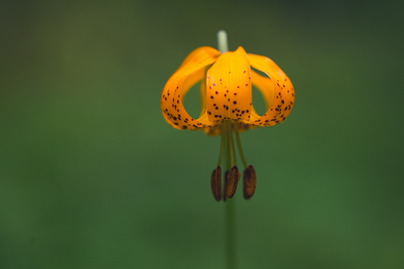 An orange lily with its head upside down, on a green background.
