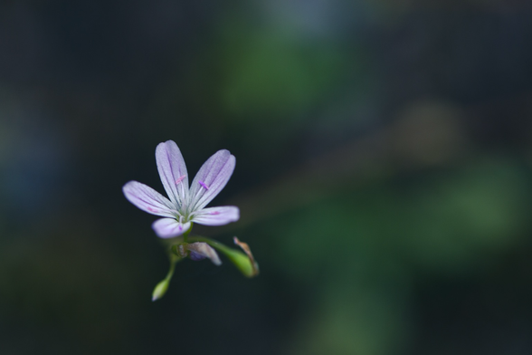A tiny pink flower isolated on a green background