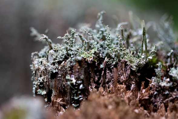 A macro shot of some moss growing on a tree stump