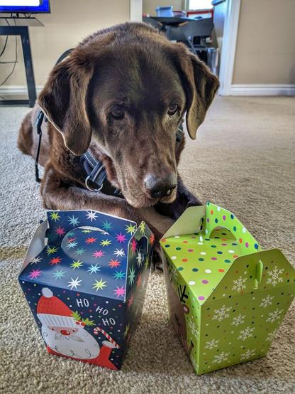 A chocolate lab is looking at two Christmas-themed takeout boxes on the floor.