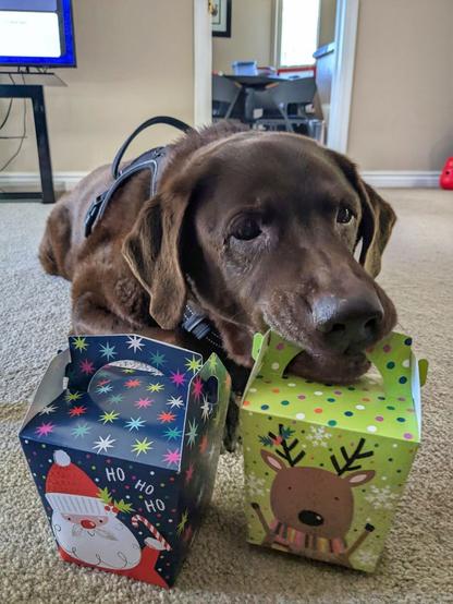 A chocolate lab is grabbing a takeout box with his mouth.