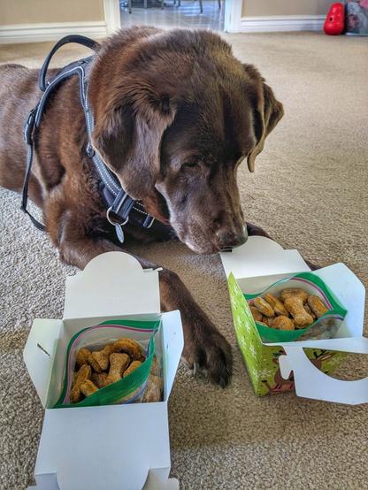 A chocolate lab is looking at cookies inside a takeout box on the floor.
