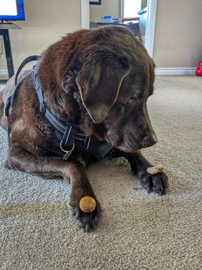A chocolate lab is looking at a cookie on his left paw.