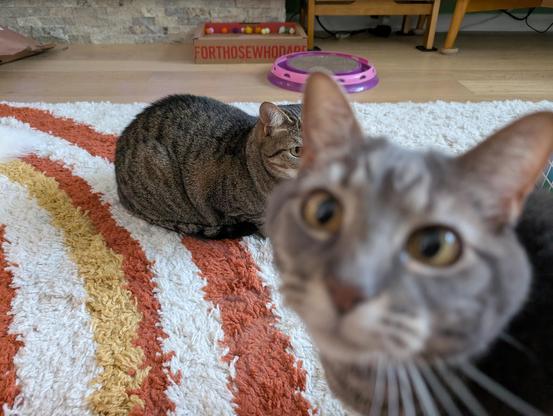 A photo that features a sweet brown tabby cat in loaf-posture on a rug that is white with orange and yellow swirls. However, most of her face is obscured, with only one eye visible, as a grey tabby cat has intruded into the frame, and is looking up into the camera while being out of focus in the bottom-right corner.