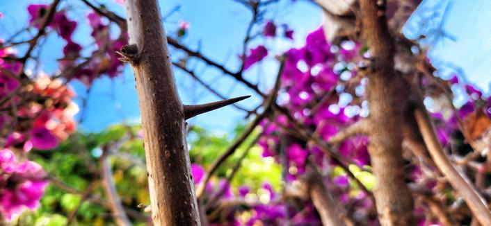 A close up of a bougainvillea thorn against blurred background of colorful pink flowers and blue sky.