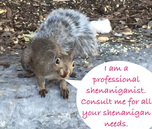 A grey squirrel says “1 am a professional shenaniganist. Consult me for all your shenanigan needs.”