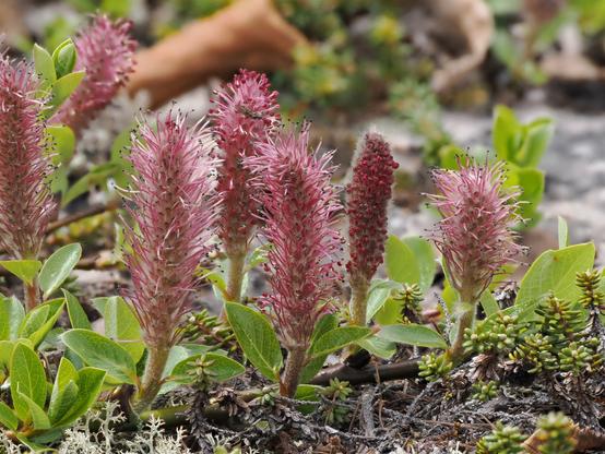 A prostrate branch with four erect catkins, with more catkins behind. The catkins in the foreground have long pink filaments tipped with spent grey anthers. The ones in behind have tight, unopened rosy-pink anthers.