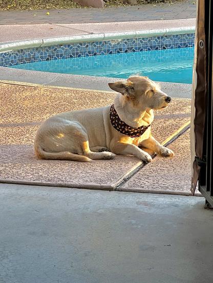 Older photo of Buddy 2 years ago. He does love a bit of sunbathing but 114° today is a bit much. He’s on the deck around the pool here, facing the sun in late afternoon so he has his eyes closed. He just had grooming that day so he came home wearing a dark bandana around his shoulders. The pool beyond looks bright aqua and inviting.