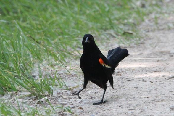 Photograph of a jaunty red-winged blackbird walking towards the photographer on a sandy path with grass behind it.