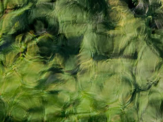 Abstract image of swirling green and yellow patterns, resembling a blurred view of vegetation or water reflections. The image has a soft, dreamy quality with various shades of green blending together in a fluid, organic manner.