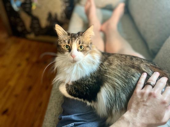 A fluffy cat with striking green eyes sits on a person's lap while the person's hand gently strokes the cat's back. The background shows a wooden floor and a partially visible world map.