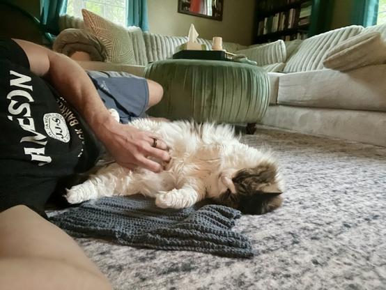 A person is lying on the floor next to a cat that is comfortably resting on its back. The person is gently petting the cat's belly. In the background, there is a green ottoman and a couch with throw pillows.