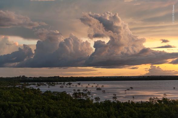 Dramatic thunderheads drift over the far shore of a tidal bay with exposed mangrove flat. It's hard to tell sea from land, but fully exposed pioneering mangroves show that the tide is out, although shining pools and runnels remain. The scene is dark, it's dusk and the sun has nearly set behind clouds out of shot. In the foreground is a dense mangrove forest along the shore.