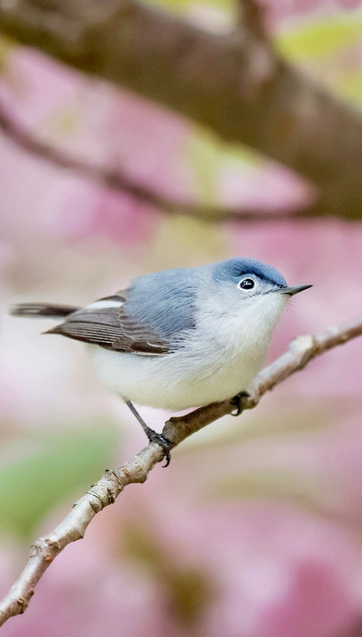 Polioptila caerulea, known as the blue-gray gnatcatcher, is a small songbird native to North and Central America. It has a slender build, long tail, and blue-gray plumage. Active and agile, it flits through trees in search of insects. Its high-pitched calls and constant movement make it easy to spot.