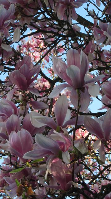 Fotografía en color de un árbol florido