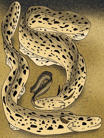 Two tan and beige eels with black spots crawling across a sandy sea bottom.  One eel is halfway through the process of eating a smaller brown eel.