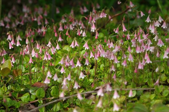 A large patch of tiny pink, bell-shaped flowers that occur in pairs on a single stem.