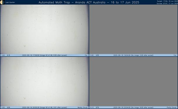 Collage showing insects attracted to light and automatically imaged 1 hour, 2 hours, 4 hours and 6 hours after sunset in Aranda, ACT, Australia on the night of 16 to 17 Jun 2025. The image includes four smaller images collected around the listed times. Each image shows a section of sheet with a variable number of insects attracted to UV and visible light. Number and variety depends on time of year and conditions during the given night. The image is also labeled with basic details of the associated weather and moon phase. For more explanation of the Automated Moth Trap project visit https://amt.hobern.net/ and https://www.flickr.com/photos/dhobern/albums/72177720322426621.