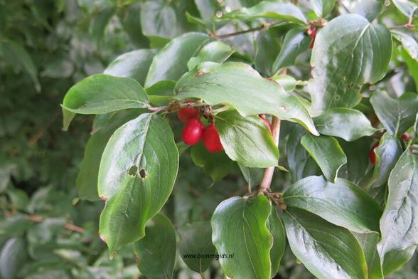 Photo of treespecies Cornus mas : Category is photo of discerning trait