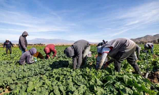Jornaleros trabajan en una granja de Estados Unidos. (Allen J. Schaben)