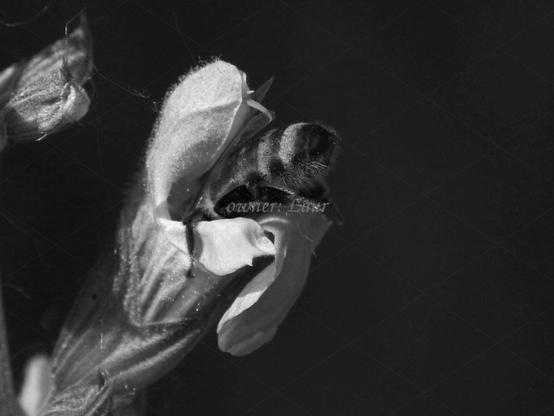 Flower, bee, closeup, black and white, photo