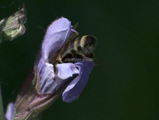 Flower, bee, closeup, color, photo