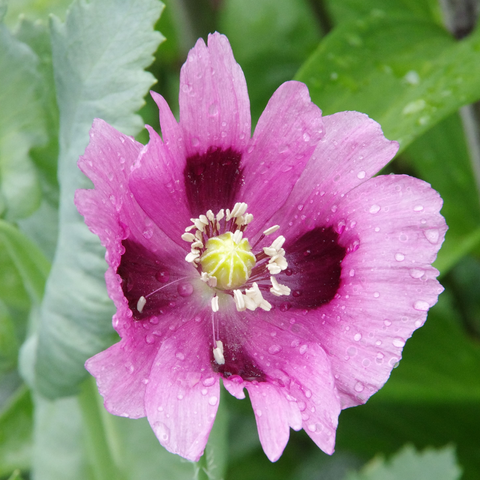 Einfache violettfarbige Blüte mit dunklen Basalflecken.