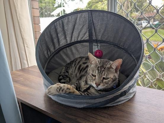 A silver spotted Bengal cat curled up in a cat bed igloo. On top of a dark wooden cabinet in a window. He is looking at me bleary-eyed wondering why I'm not resting like him.