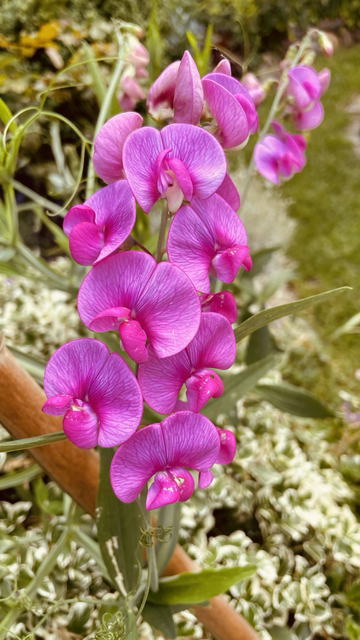Blüten von einer Breitblättrigen Platterbse. Wer hätte gedacht, dass Erbsen so schön aussehen können.