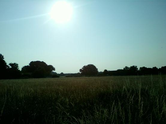 Ein Feld, weiter hinten Baeume in der Morgensonne.