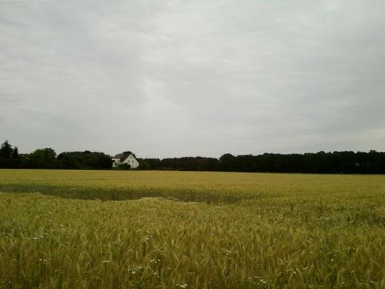 Ein Getreidefeld, weiter hinten BAeume und ein Haus. Der Himmel ist bewölkt.