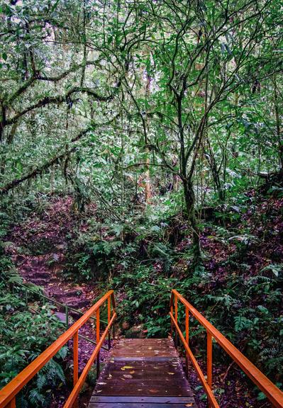 An orange walking bridge connecting to a trail in a lush, green rainforest.