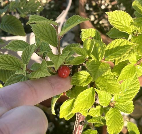 A tiny cherry on a small tree. For scale a finger shows that the cherry is just half the size of a fingertip.