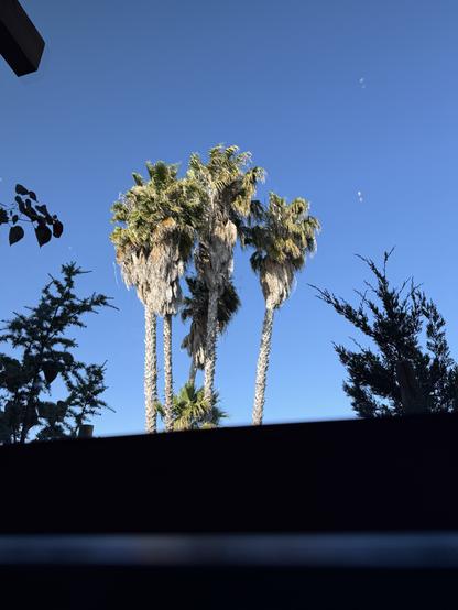 Palm trees and blue sky.